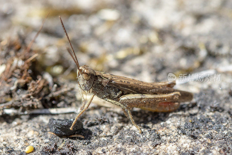 蚱蜢(Chorthippus brunneus)